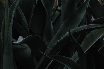 closeup photo of Aloe vera plant
