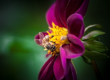 Closeup Photo of Bee on Pink and Yellow Petaled Flower
