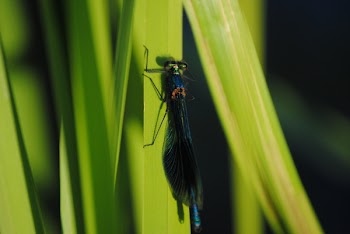 Closeup Photo of Black and Blue Damselfly on Green Leaf