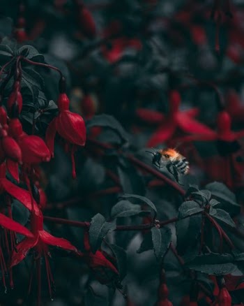 closeup photo of black and red bee taking flight into red petaled flower