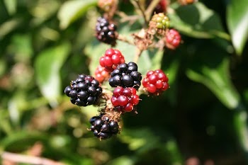 Closeup Photo of Black and Red Round Fruit