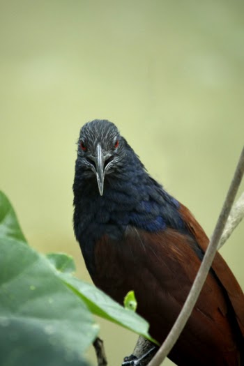 Closeup Photo of Black, Blue, and Brown Bird on Tree Branch