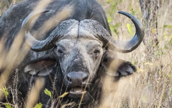 Closeup Photo Of Black Buffalo