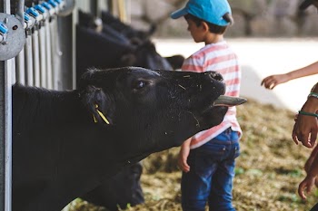 Closeup Photo Of Black Calf In Cage