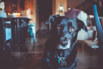 closeup photo of black dog near chair