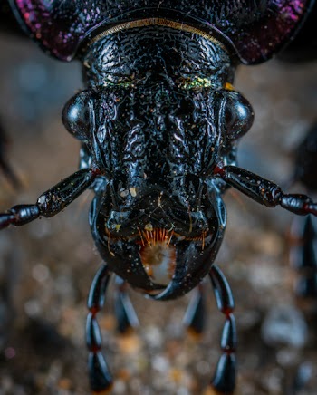 Closeup Photo of Black Insect