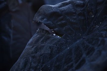closeup photo of black leafed plant