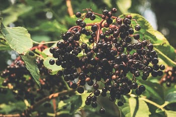 Closeup Photo of Blackberries