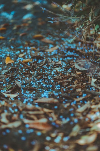 Closeup Photo of Blue Flowers and Brown Leaves