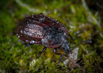 Closeup Photo of Brown and Black Beetle on Green Grass
