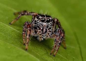 closeup photo of brown and black spider on leaf