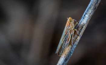 Closeup Photo of Brown and Gray Cicada on Twig