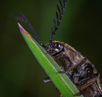 Closeup Photo of Brown Beetle