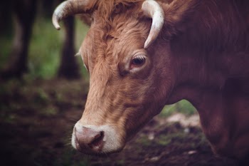 Closeup Photo of Brown Cow