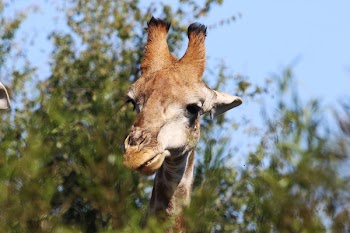 Closeup Photo of Brown Giraffe