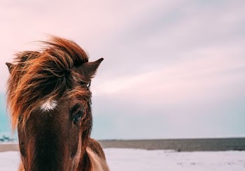 closeup photo of brown horse