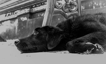 Closeup Photo of Dog Lying on the Ground