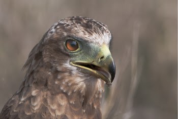 Closeup Photo of Falcon