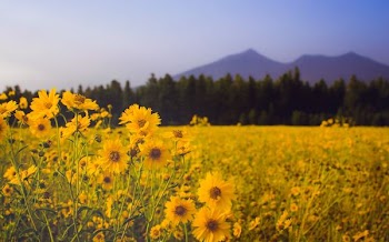 closeup photo of field of sunflowers