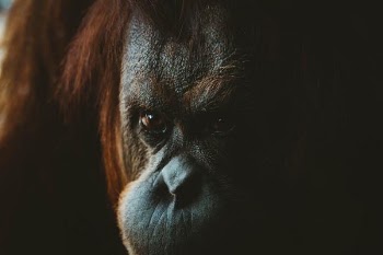 closeup photo of gorilla's face