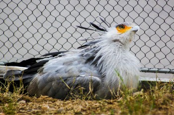 Closeup Photo of Gray and Black Pigeon