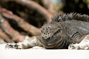 closeup photo of gray iguana