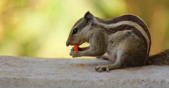Closeup Photo of Gray Squirrel