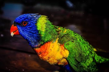 closeup photo of green and multicolored parrot