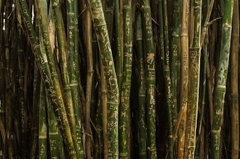 closeup photo of green bamboo sticks