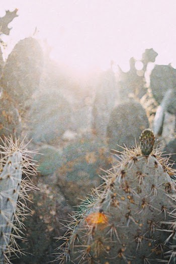 Closeup Photo of Green Cactus