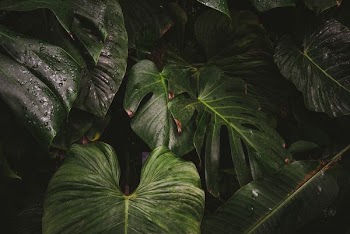 closeup photo of green caladium plant