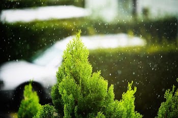 closeup photo of green fir plant