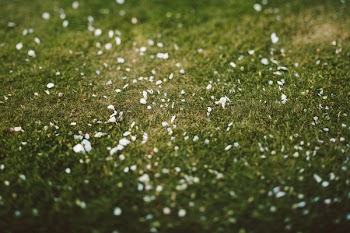 Closeup Photo of Green Grass