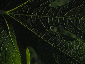 Closeup Photo of Green Leaf