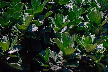 Closeup Photo of Green Leaf Plant