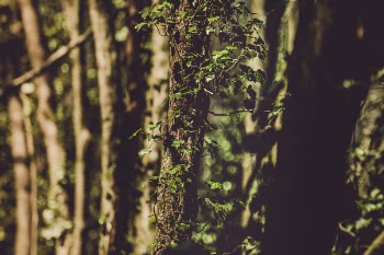 Closeup Photo of Green Leaf Tree