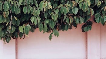 closeup photo of green leafed plant