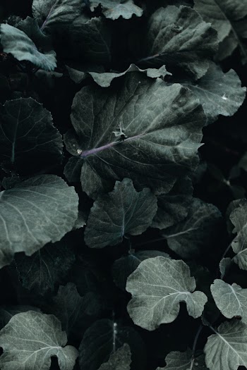 Closeup photo of green leafed plant