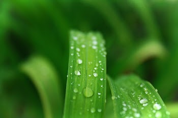 Closeup Photo of Green Leafed Plant With Water Dew