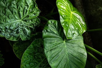 Closeup Photo of Green Leafed Plants
