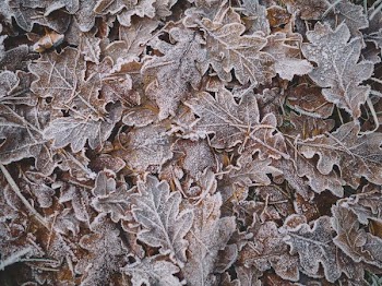 closeup photo of green leaves