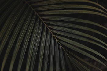 closeup photo of green linear leaf against black background