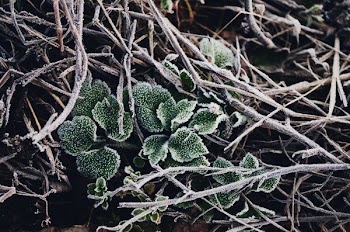 closeup photo of green plant