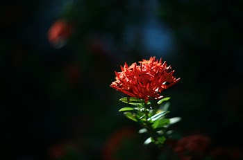 Closeup Photo of Ixora Flower