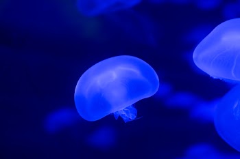 Closeup Photo of Jellyfish