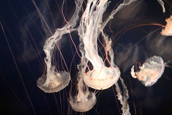 closeup photo of jellyfish