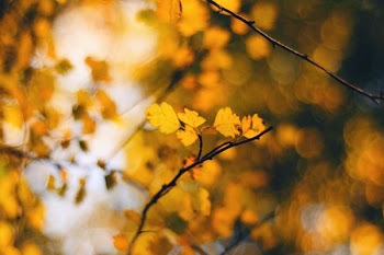 closeup photo of leaf