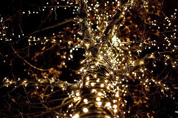 closeup photo of lighted string lights