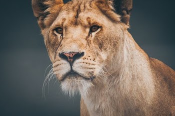 closeup photo of lioness