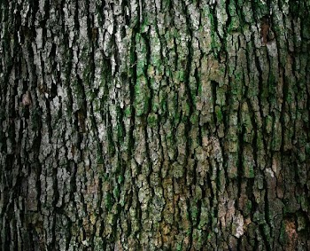 closeup photo of log